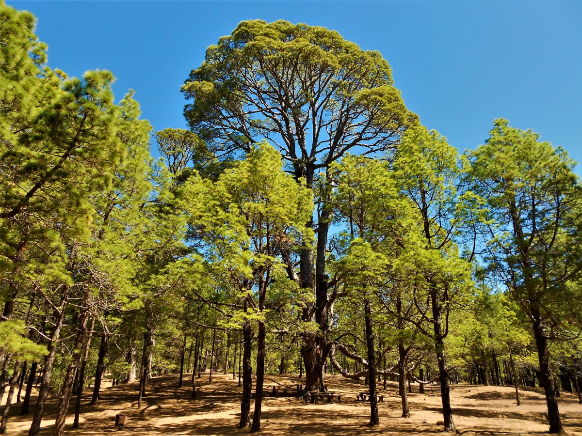 bosque-de-pino-canario-pinus-canariensis-59779-xl